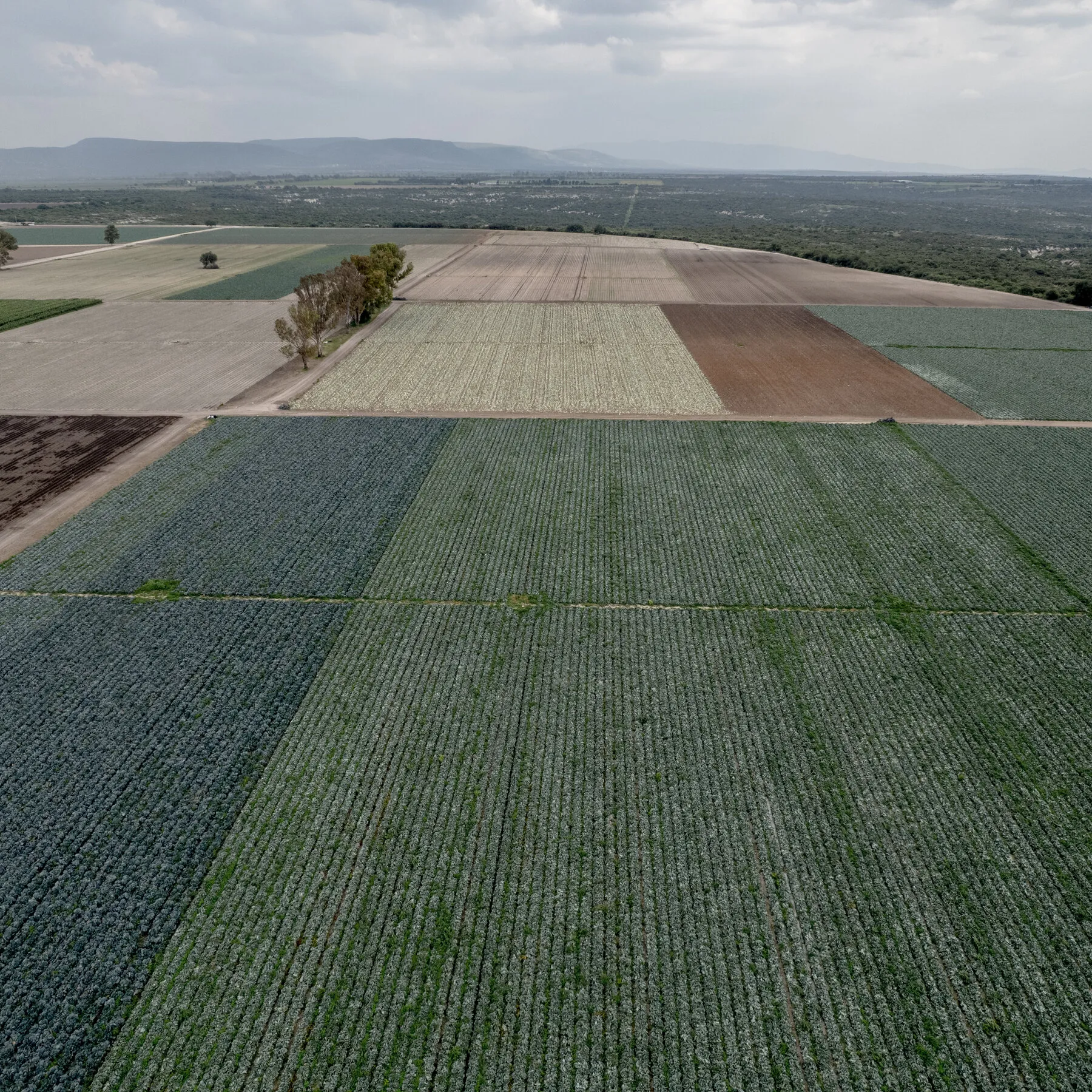 F.D.A. Found Cyclospora During Taylor Farms Inspection in Mexico