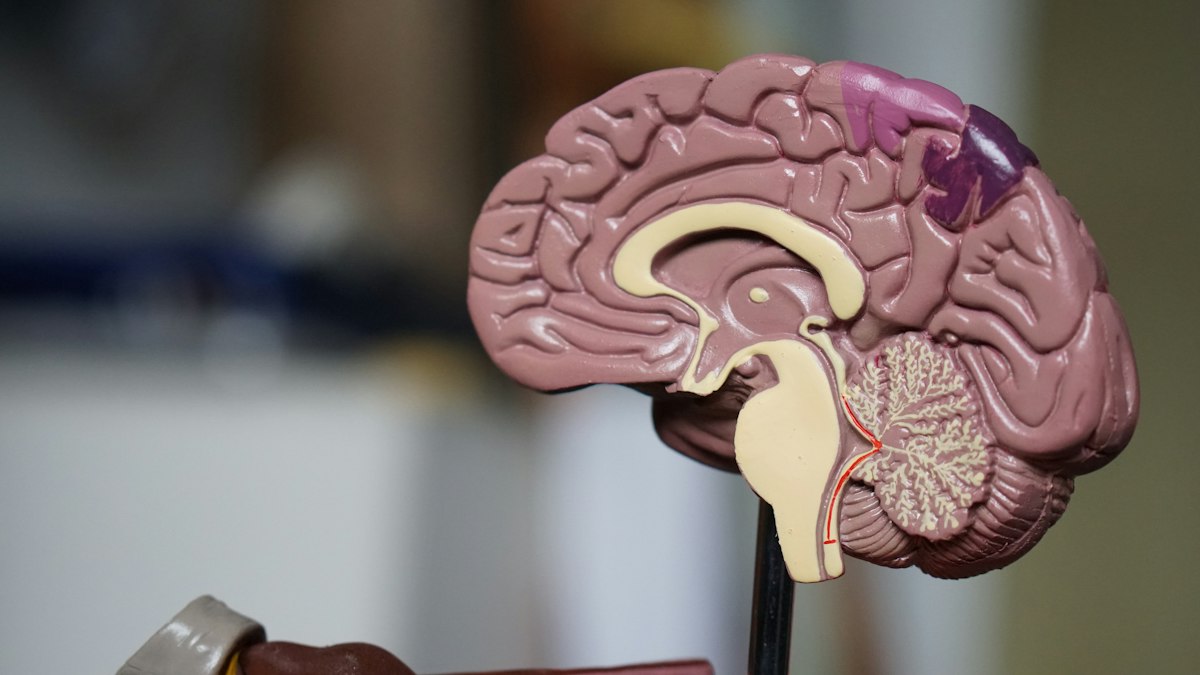 The New Science of Stuttering